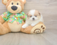 8 week old Pomeranian Puppy For Sale - Premier Pups