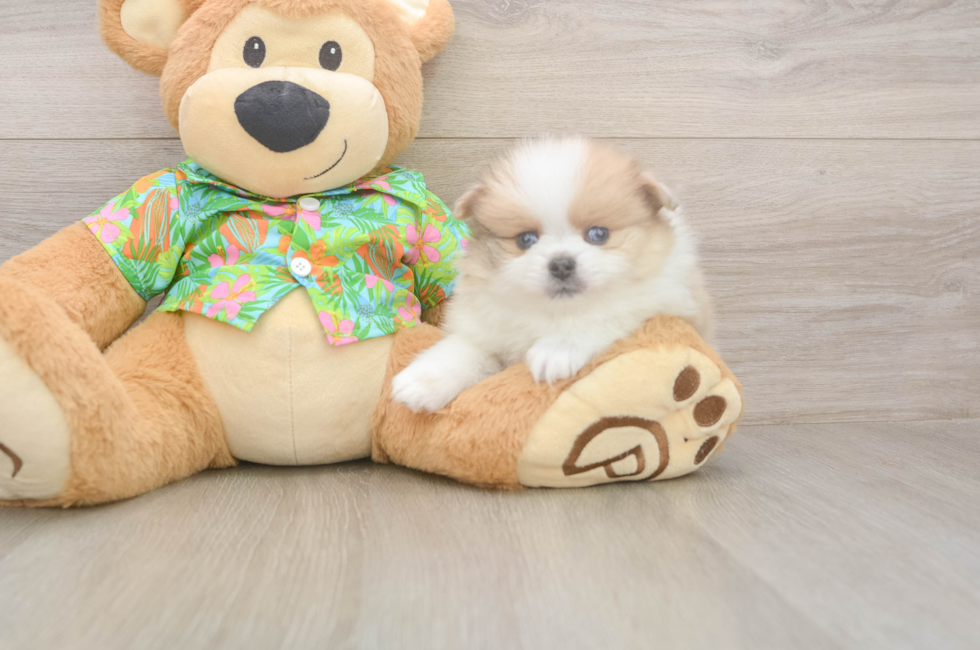 8 week old Pomeranian Puppy For Sale - Premier Pups