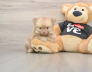 9 week old Pomeranian Puppy For Sale - Premier Pups