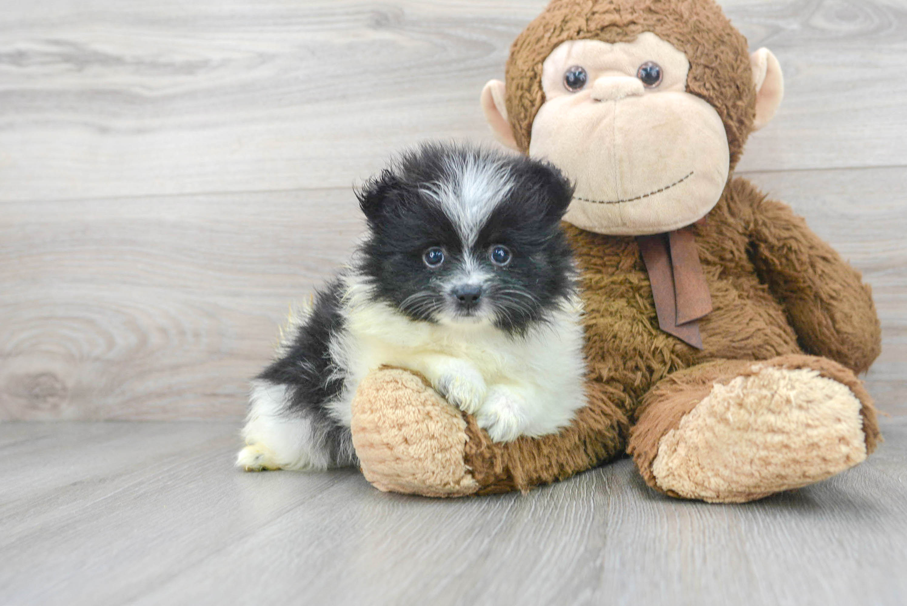 Pomeranian Puppy for Adoption