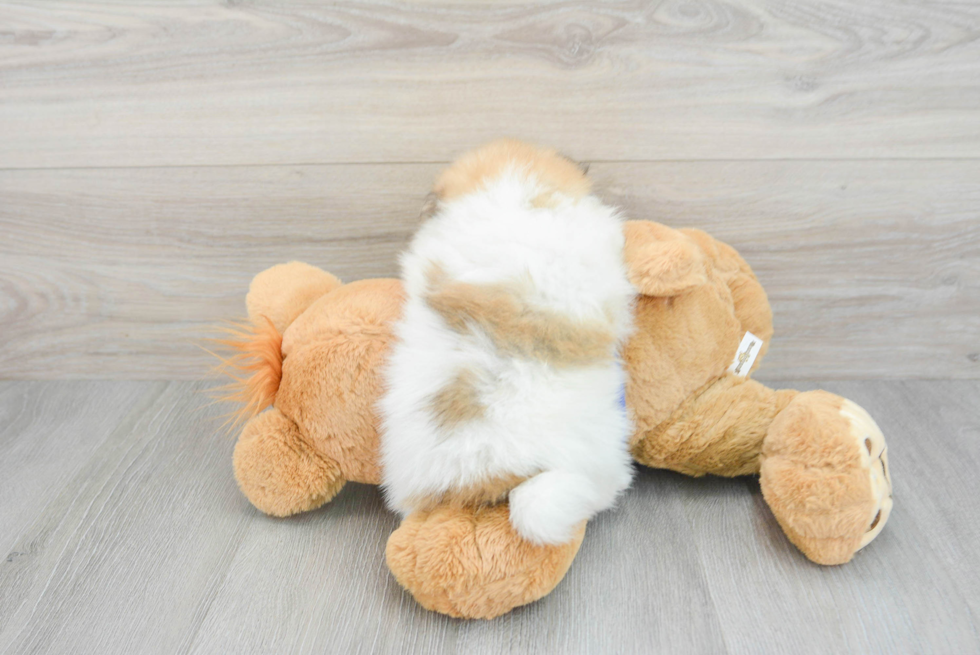 Best Pomeranian Baby