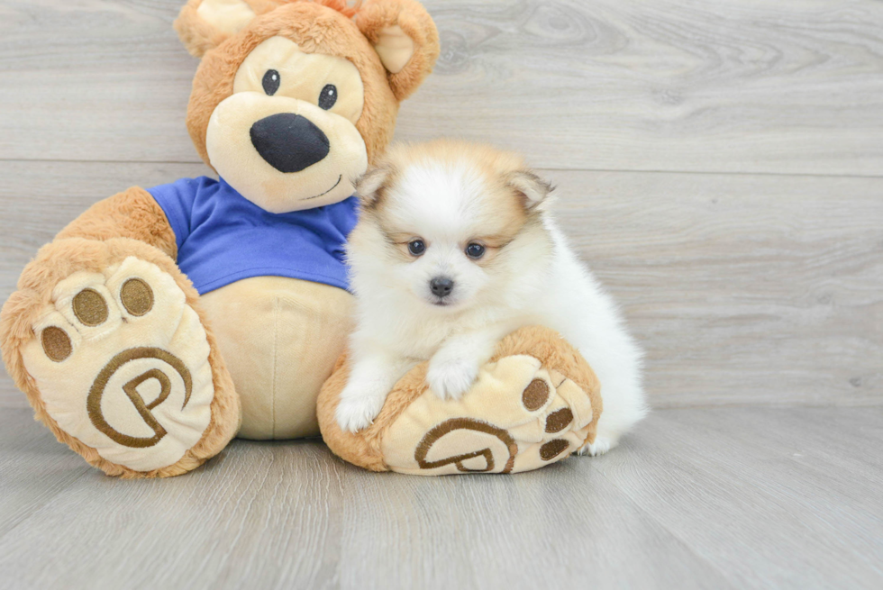 Best Pomeranian Baby