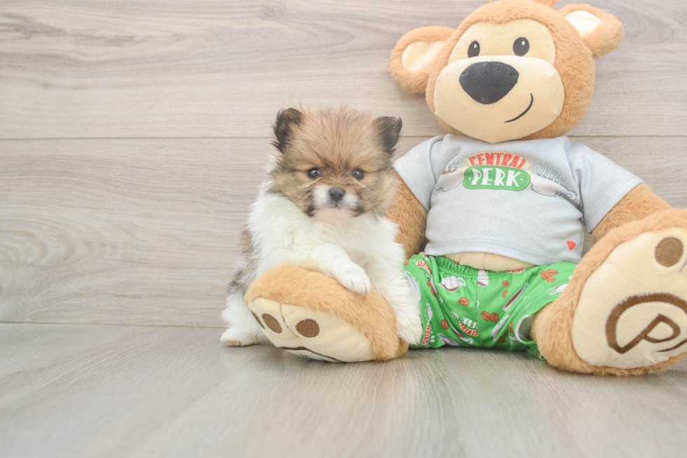 Pomeranian Puppy for Adoption