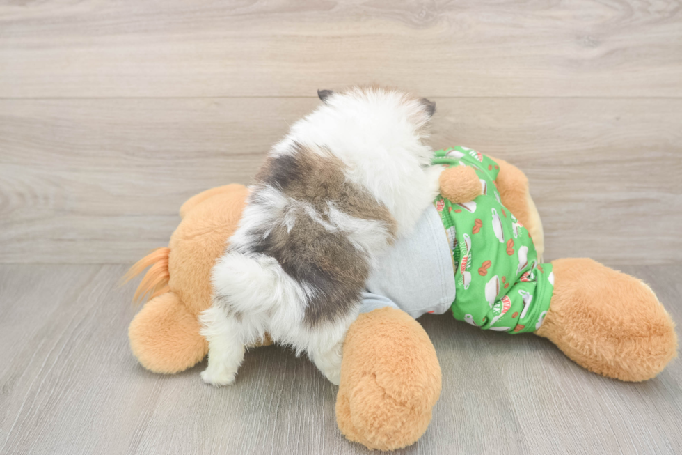 Pomeranian Pup Being Cute