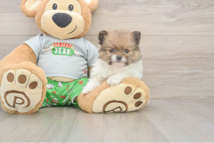 Small Pomeranian Purebred Pup