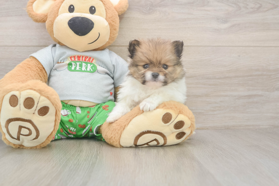 Small Pomeranian Purebred Pup