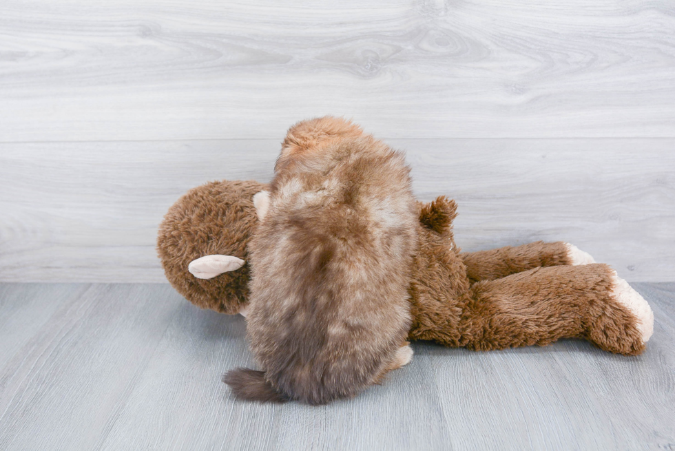 Pomeranian Pup Being Cute