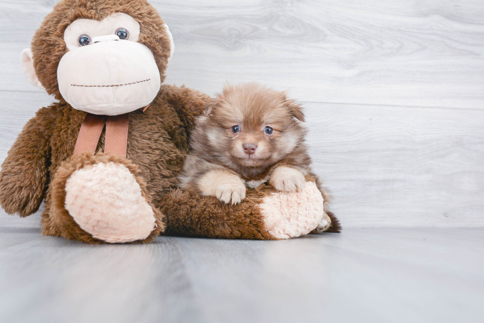 Little Pomeranian Purebred Pup