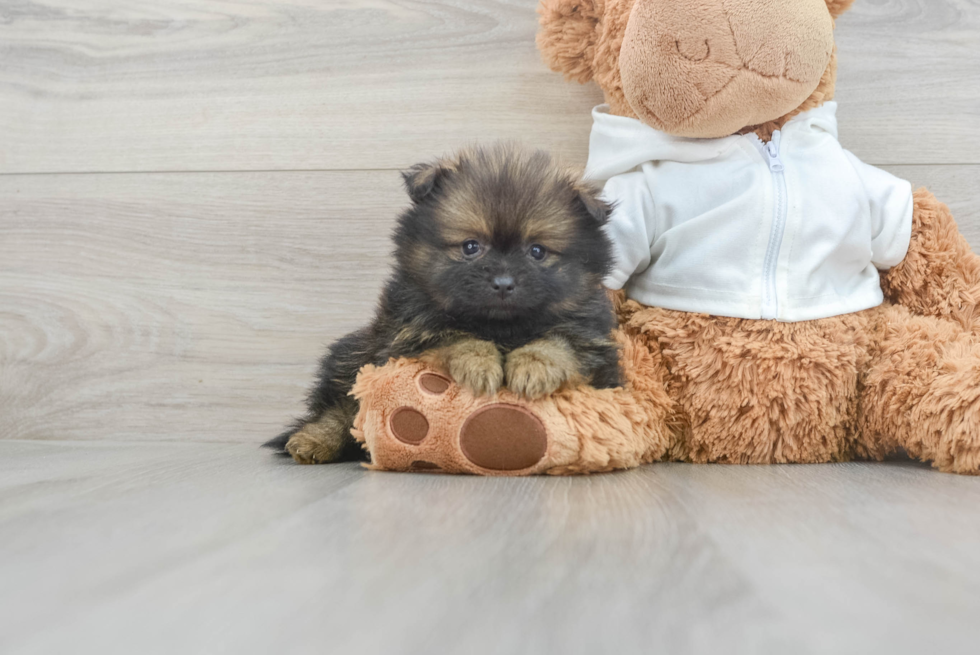 Pomeranian Puppy for Adoption