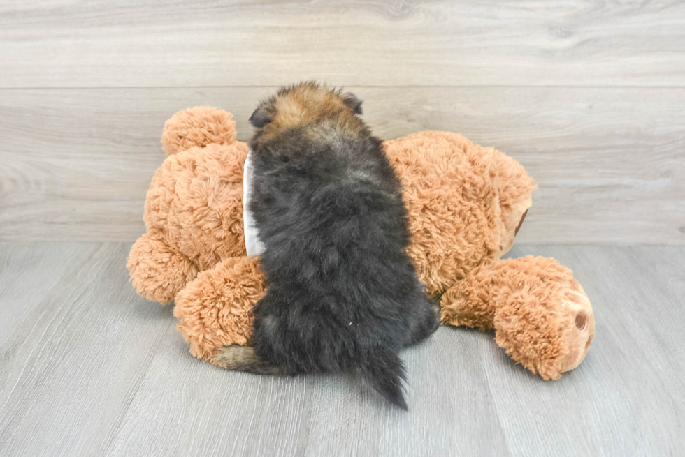 Pomeranian Pup Being Cute