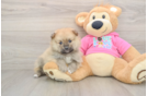 Best Pomeranian Baby