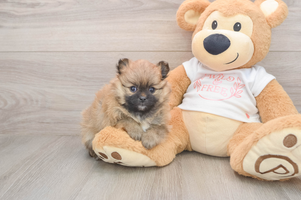 Pomeranian Puppy for Adoption