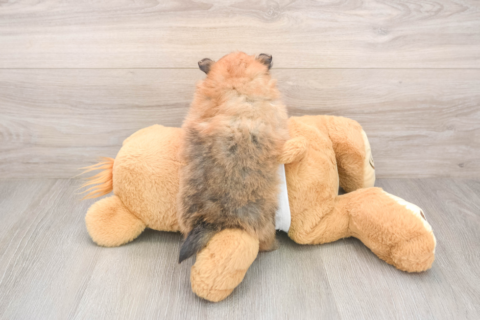 Small Pomeranian Purebred Pup