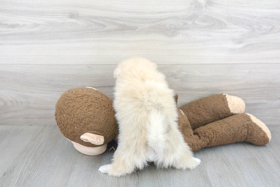 Small Pomeranian Baby