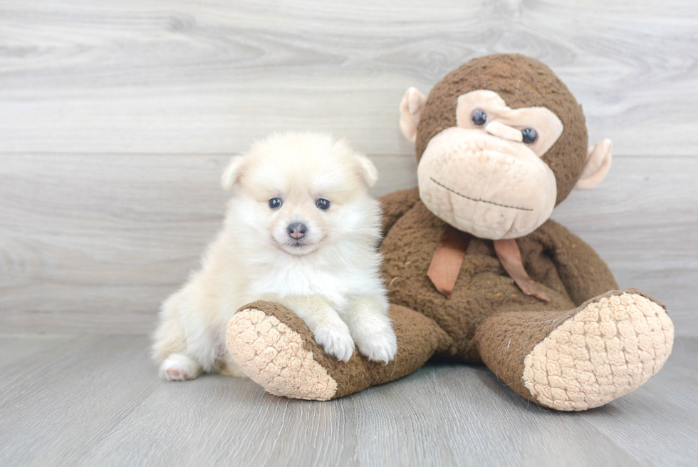 Best Pomeranian Baby