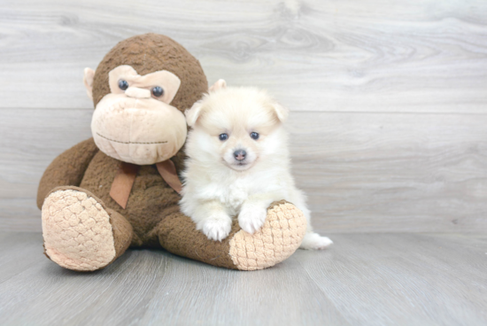 Pomeranian Puppy for Adoption