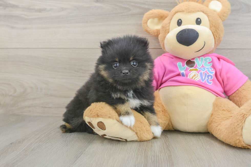 Best Pomeranian Baby