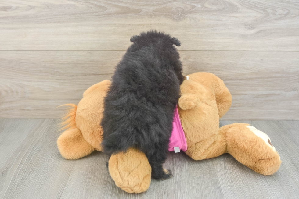 Best Pomeranian Baby