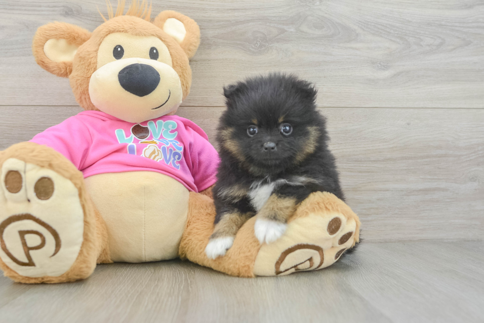 Akc Registered Pomeranian Purebred Pup