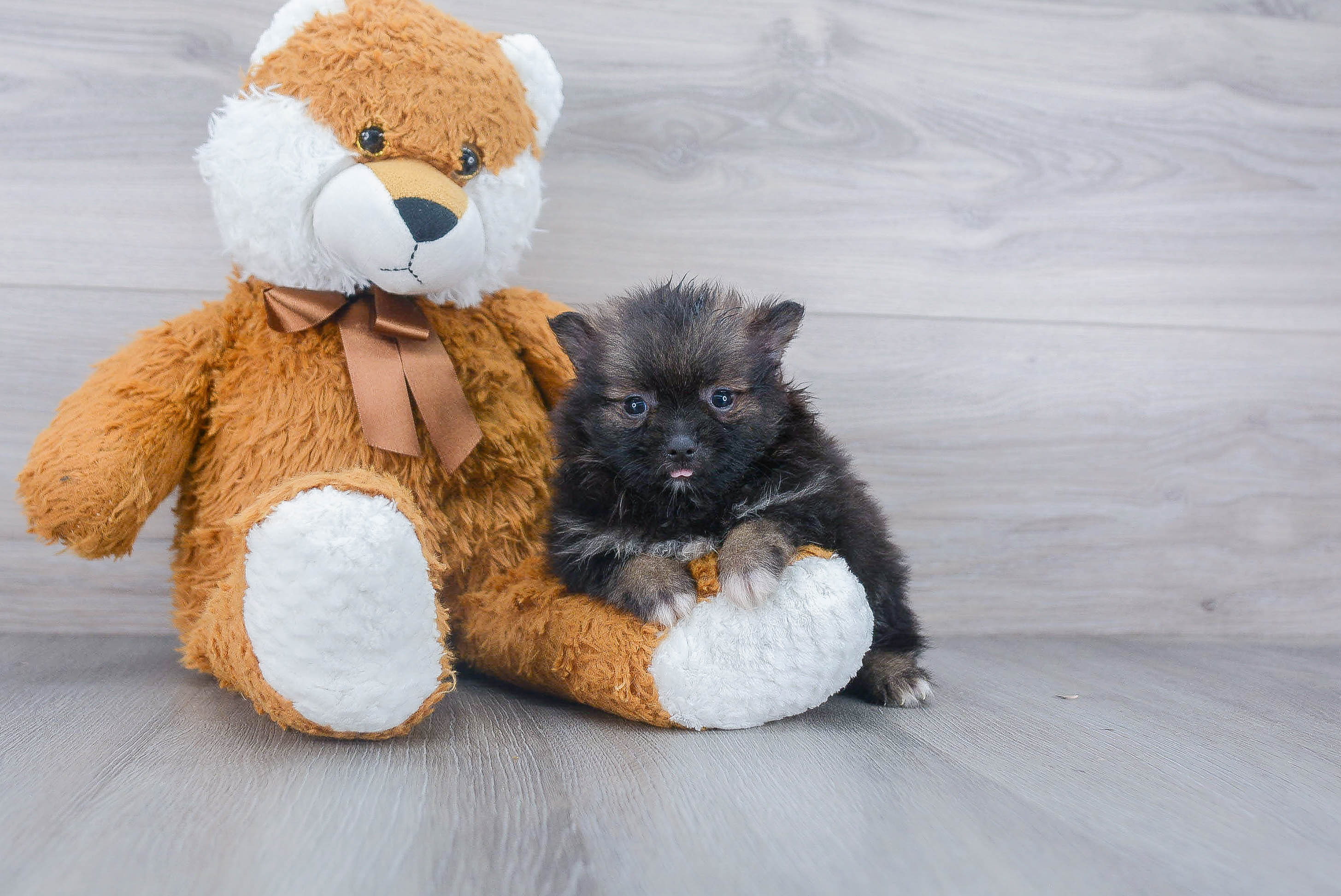 Best Pomeranian Baby