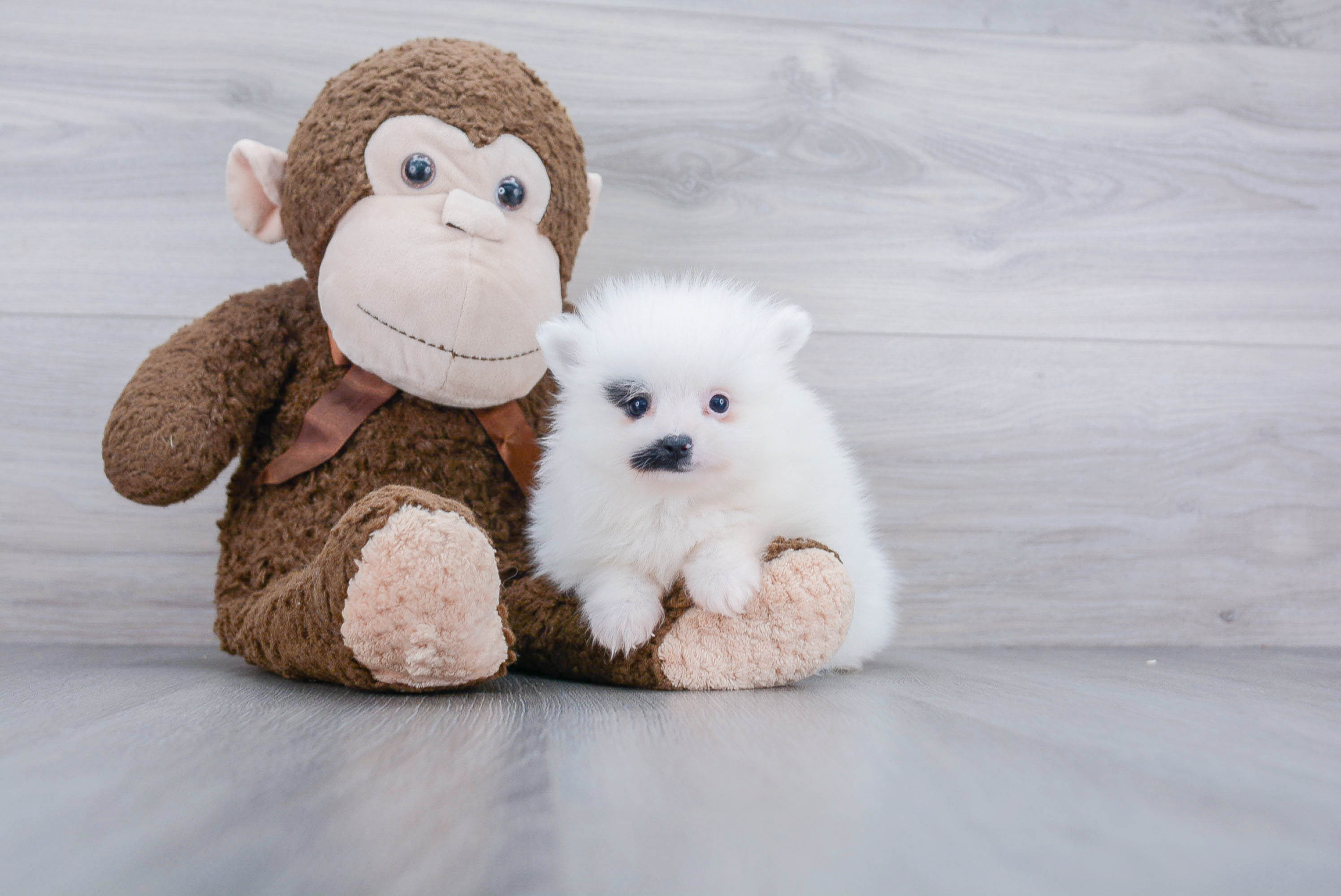 Fluffy Pomeranian Purebred Puppy