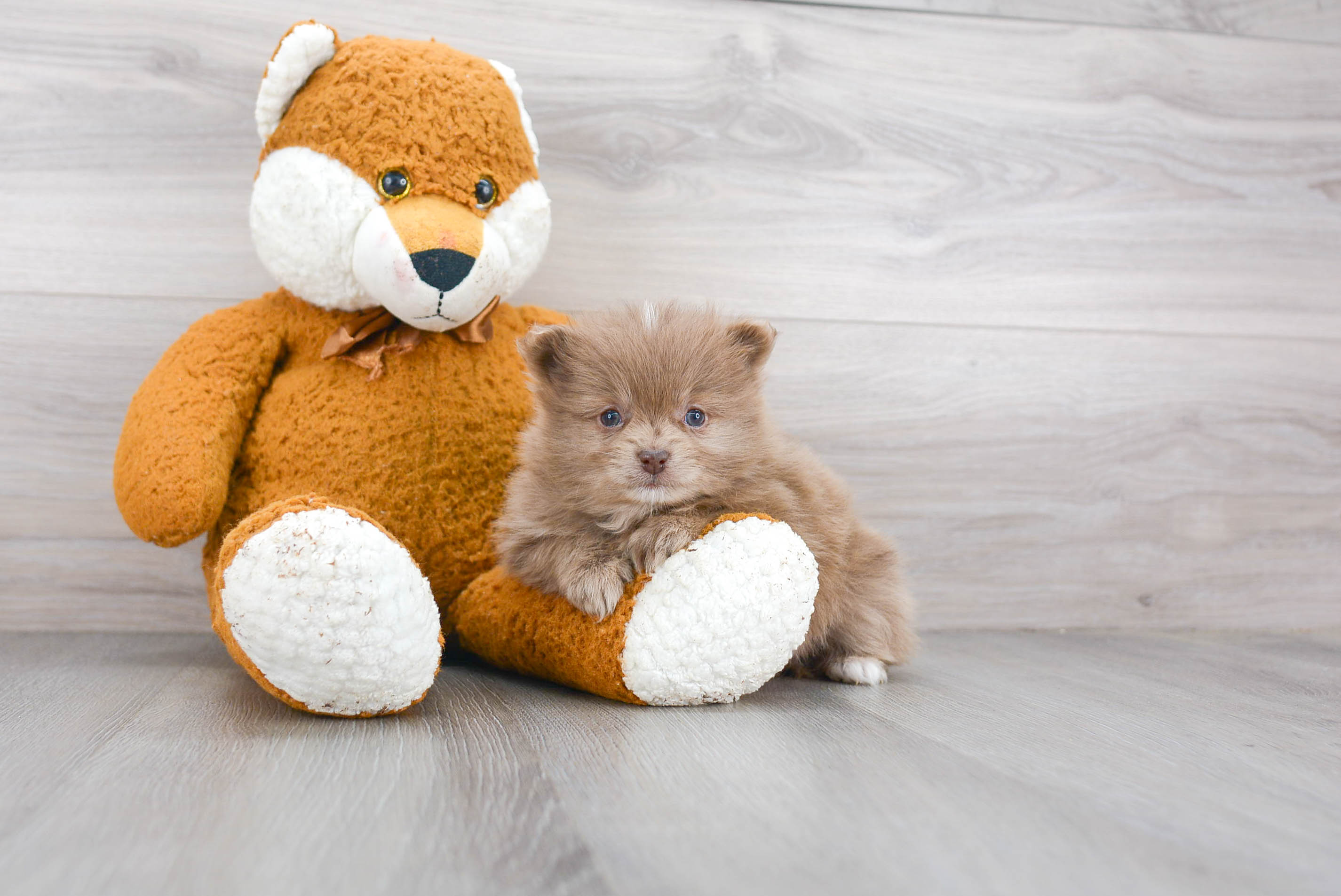 Pomeranian Puppy for Adoption