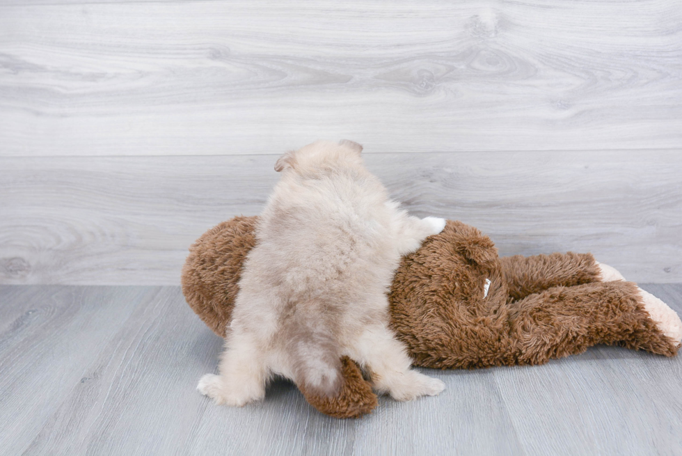 Funny Pomeranian Purebred Pup