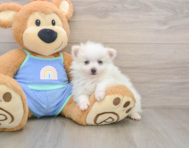 6 week old Pomeranian Puppy For Sale - Premier Pups