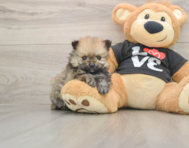 9 week old Pomeranian Puppy For Sale - Premier Pups