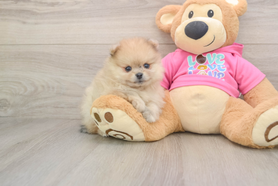 Funny Pomeranian Purebred Pup