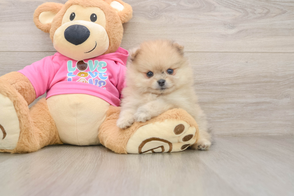 Pomeranian Pup Being Cute