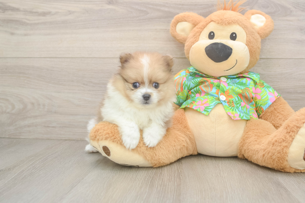 Akc Registered Pomeranian Purebred Pup