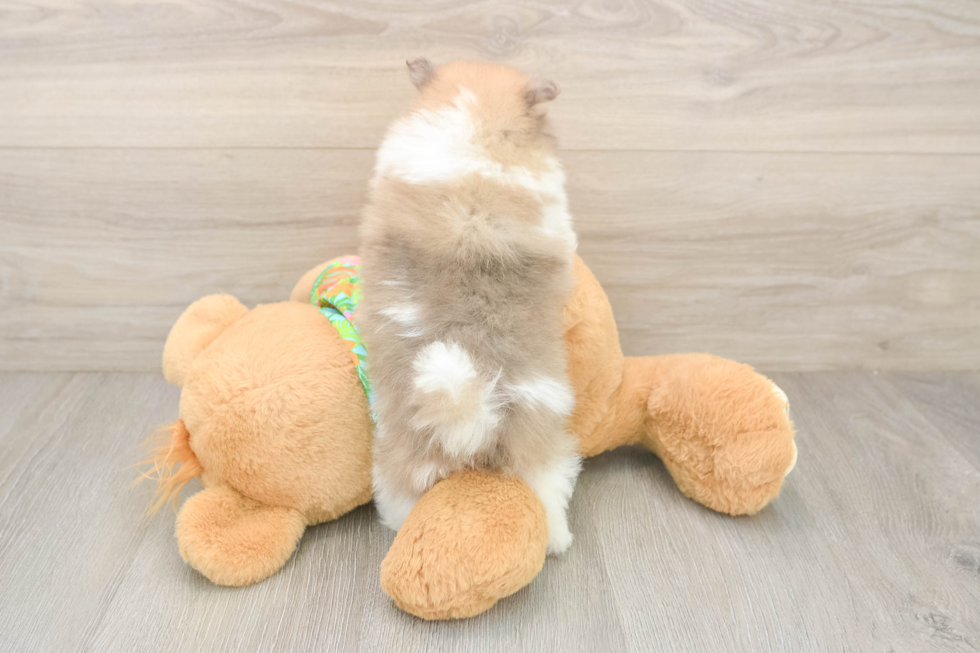 Best Pomeranian Baby