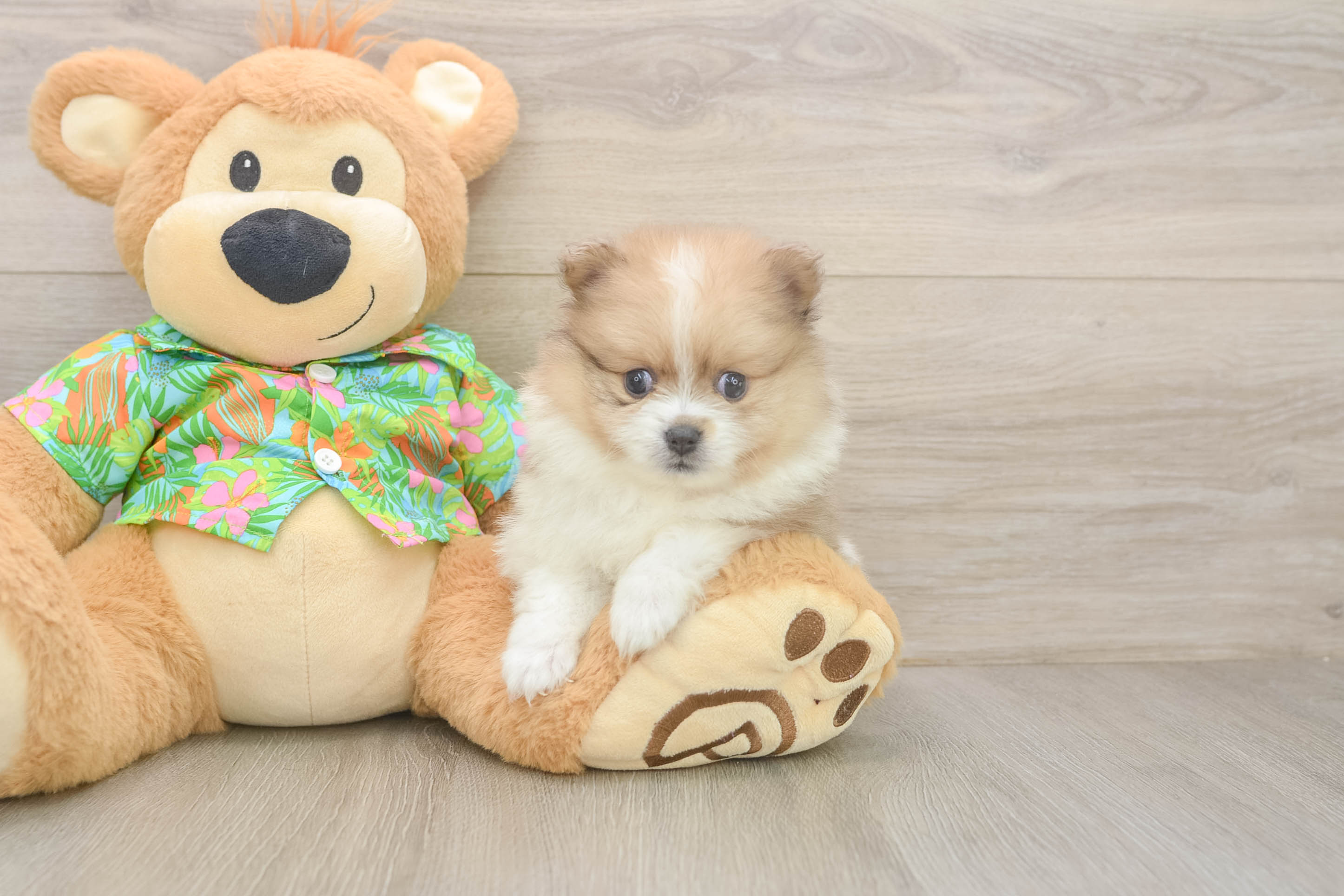 Pomeranian Puppy for Adoption