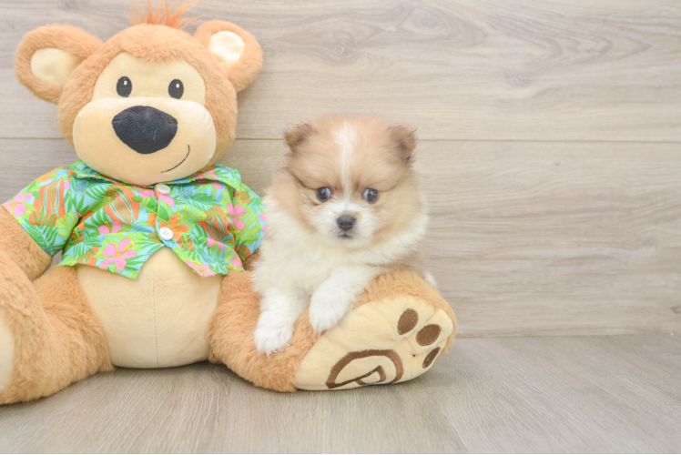 Pomeranian Puppy for Adoption