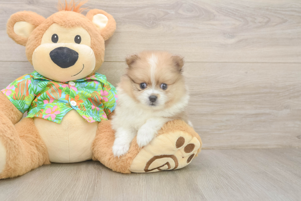 Pomeranian Puppy for Adoption