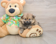 5 week old Pomeranian Puppy For Sale - Premier Pups