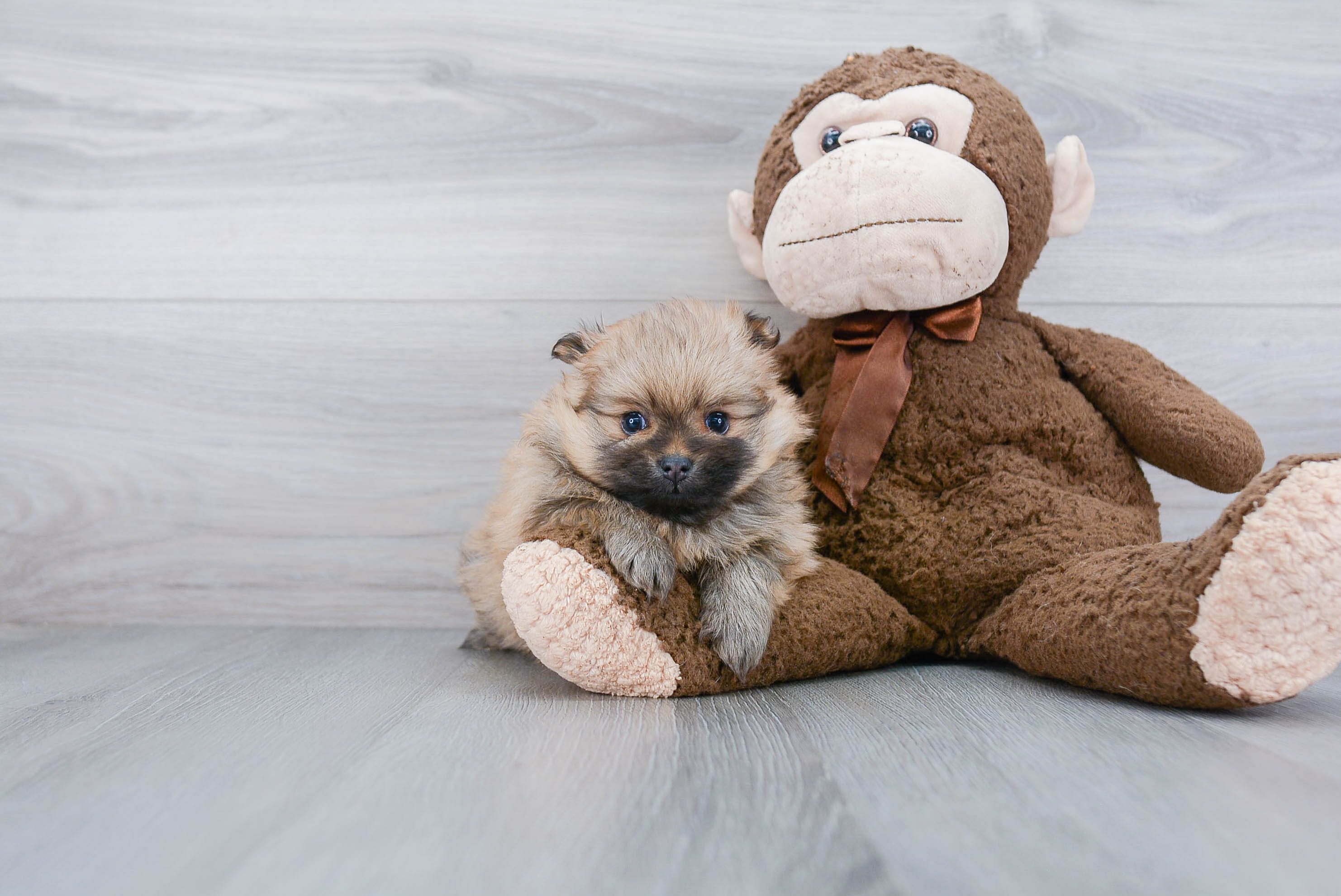 Best Pomeranian Baby