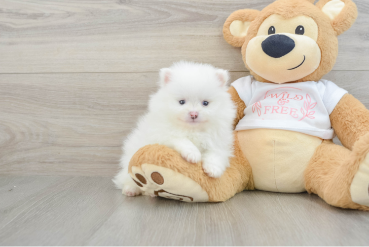 Pomeranian Puppy for Adoption