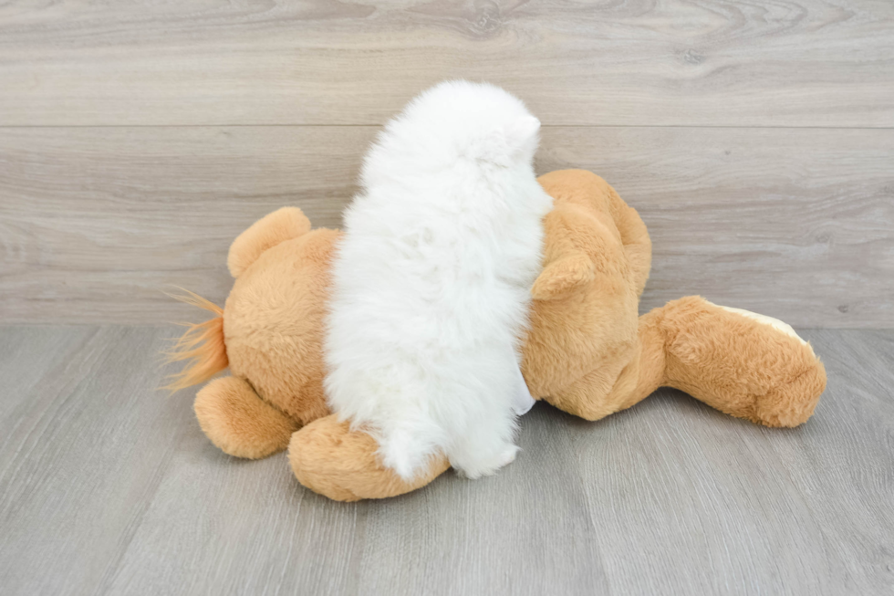 Funny Pomeranian Purebred Pup