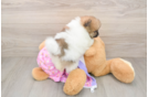 Pomeranian Pup Being Cute