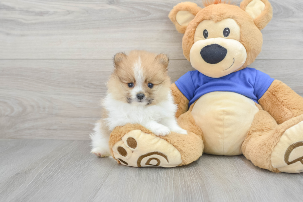 Sweet Pomeranian Purebred Puppy