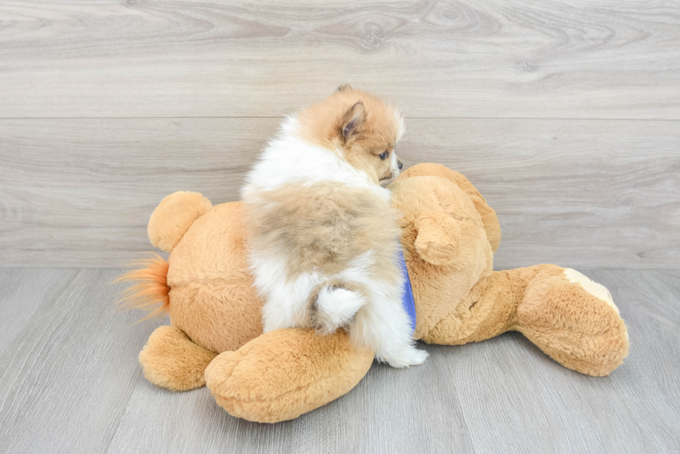 Akc Registered Pomeranian Baby