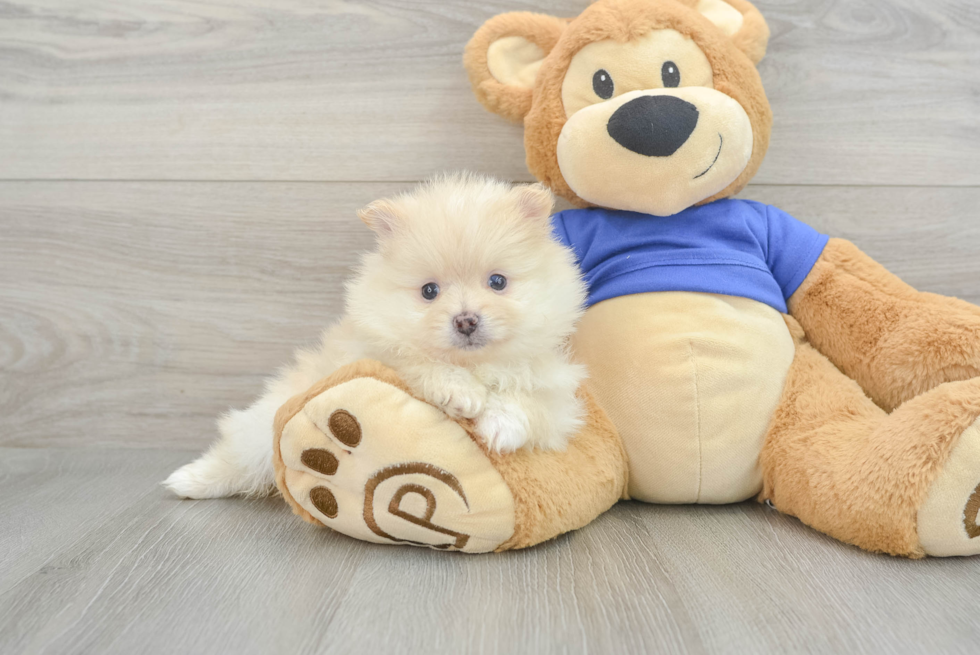 Smart Pomeranian Purebred Puppy