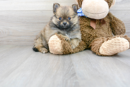 Cute Pomeranian Purebred Puppy