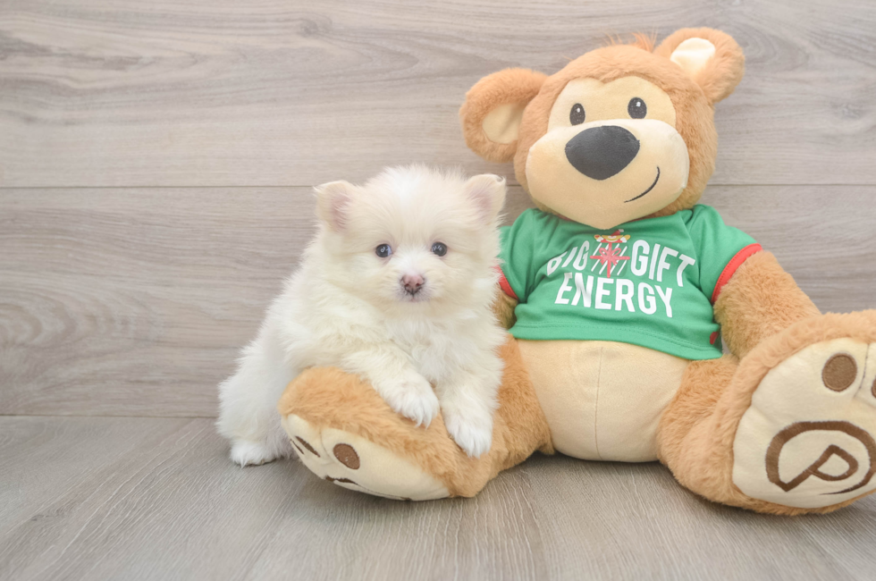 6 week old Pomeranian Puppy For Sale - Premier Pups