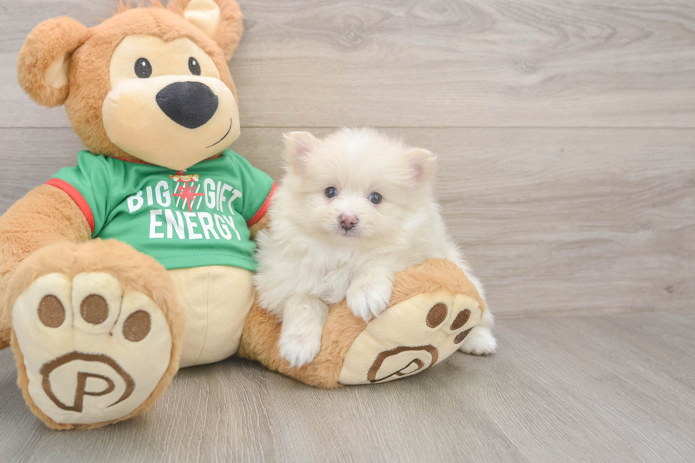 Pomeranian Puppy for Adoption
