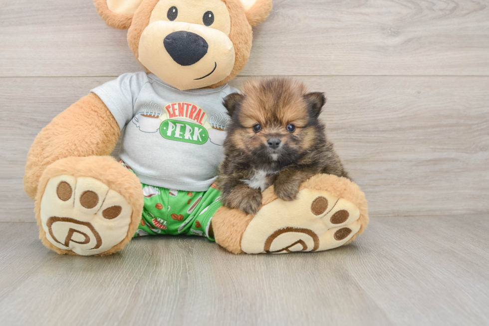 Smart Dwarf Spitz Purebred Puppy