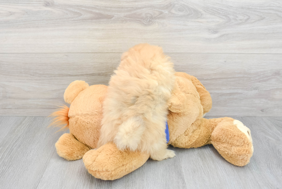 Smart Pomeranian Purebred Puppy