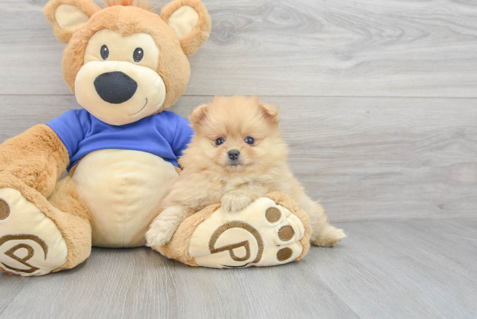 Pomeranian Puppy for Adoption